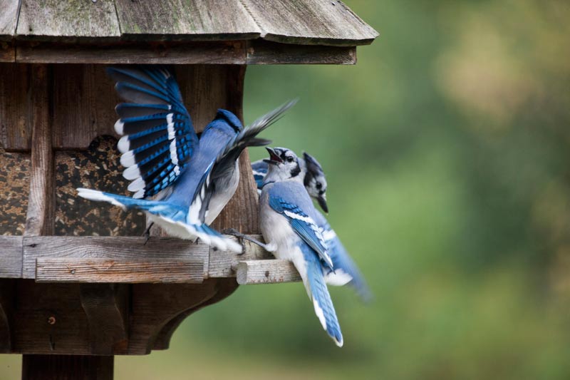 Blue Jays