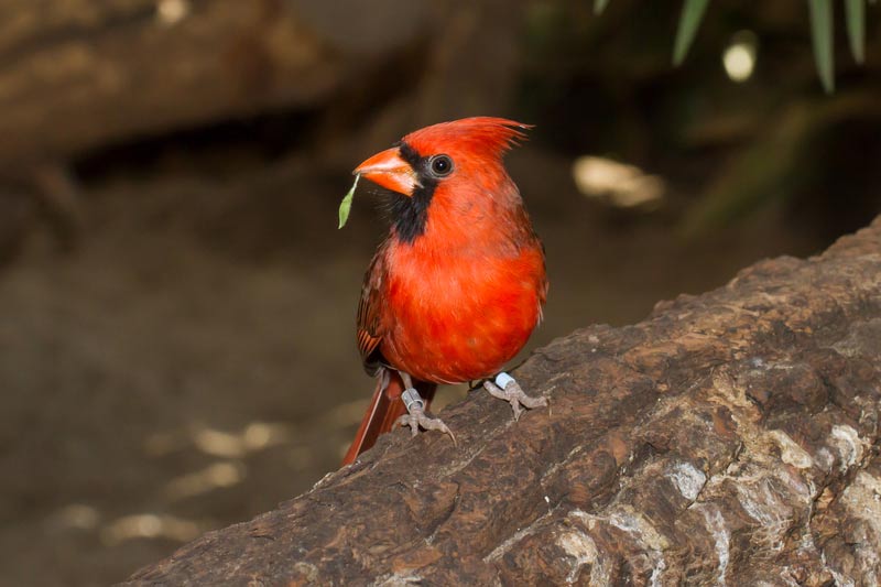 cardinal