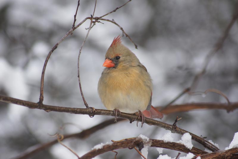cardinal