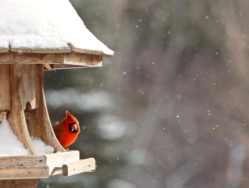 cardinal