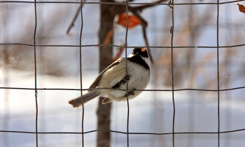 Chickadee