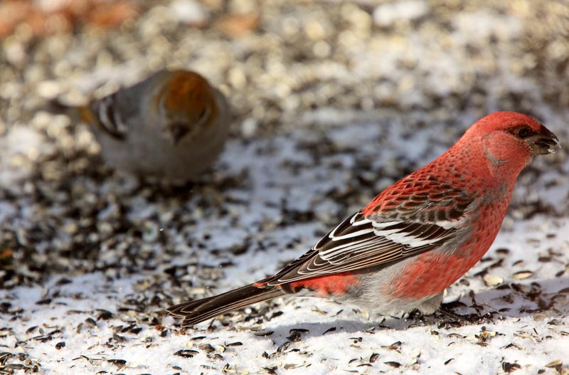 grosbeak