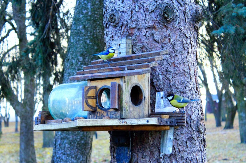 Nuthatch