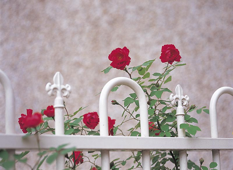 rose garden