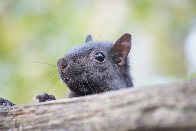 squirrel