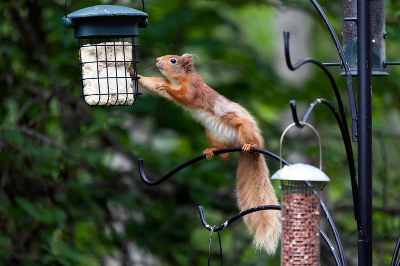 Remove Squirrel Temptations
