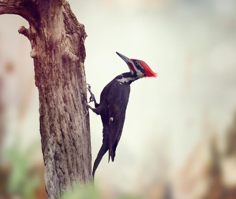 woodpecker