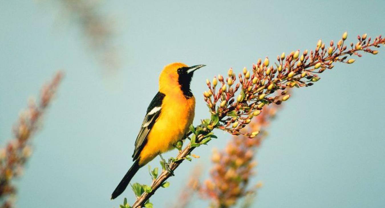 oriole