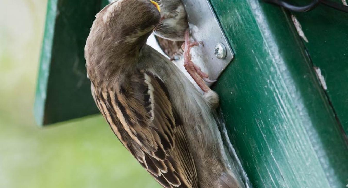 birdhouse