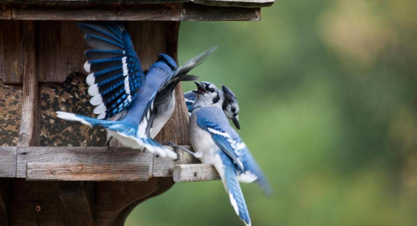 Blue jays