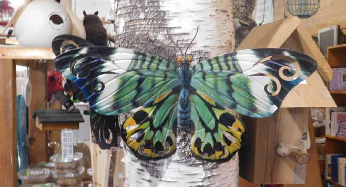 butterfly