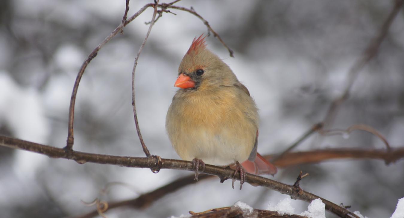 cardinal