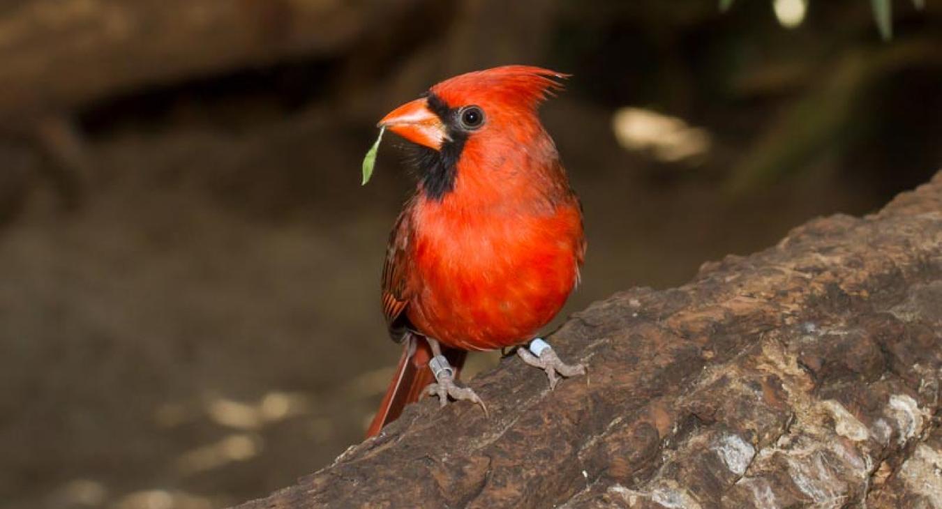 male cardinal