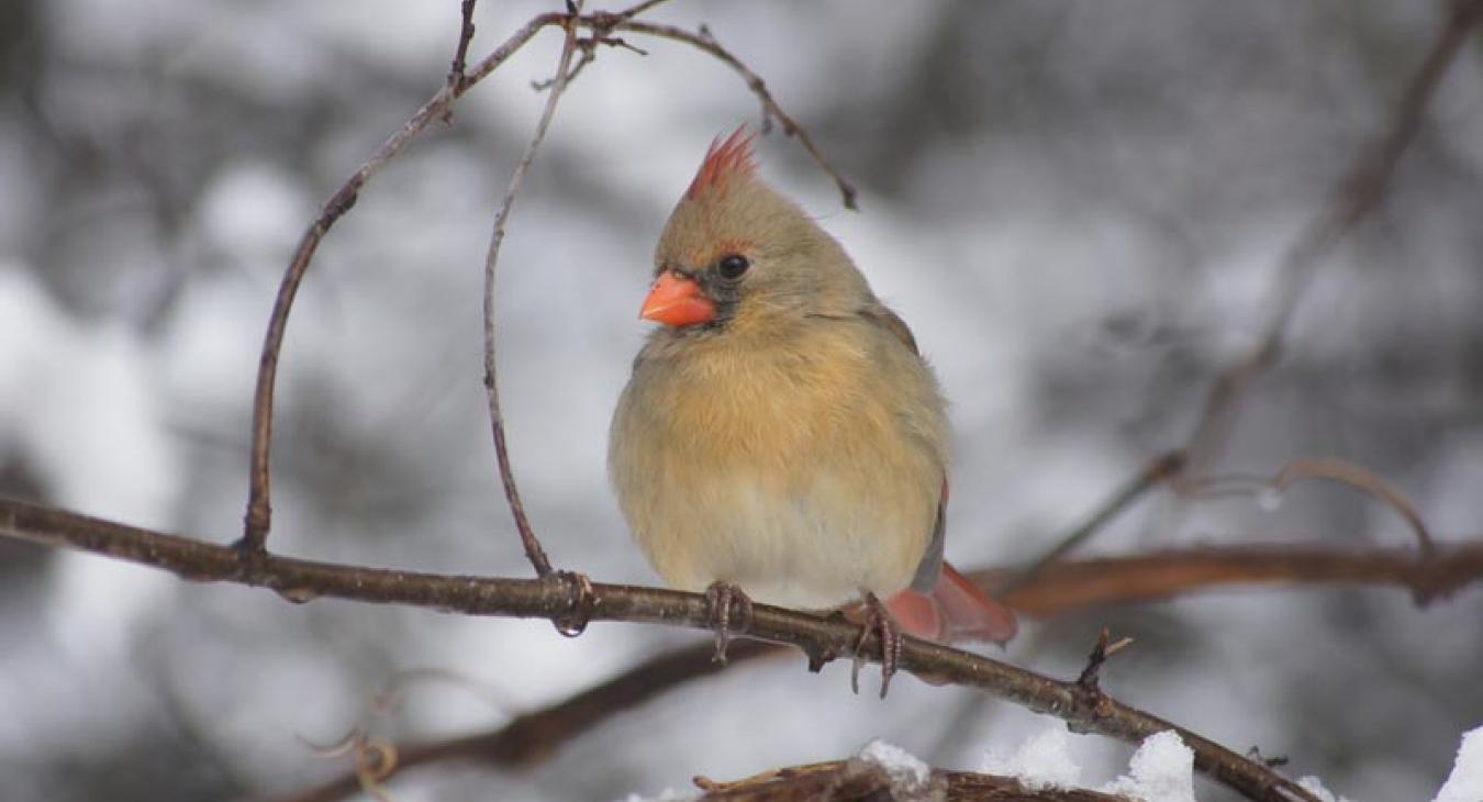 femail cardinal