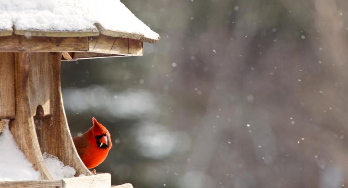 cardinal
