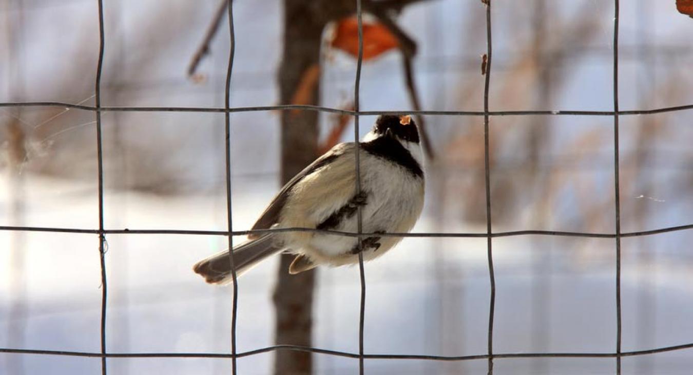 Chickadee