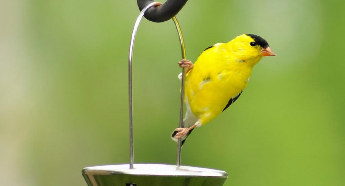 American Finch