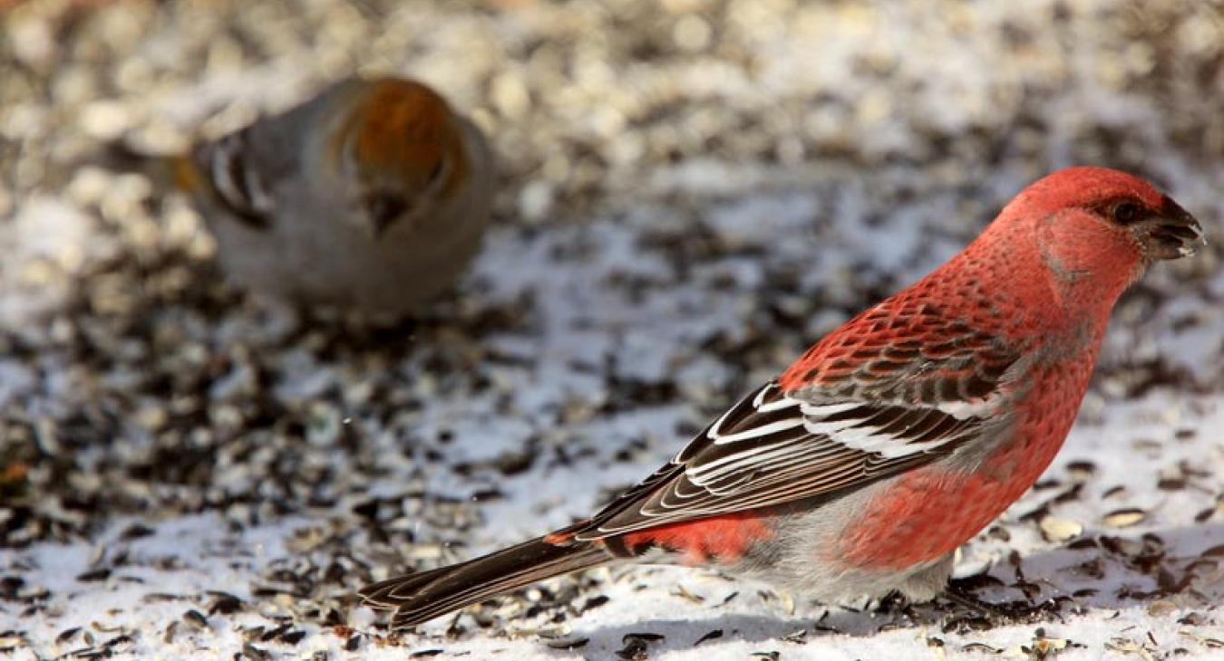 grosbeak birds in winter