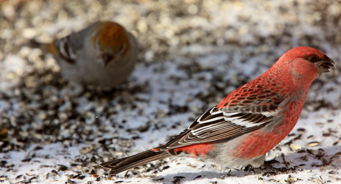 Grosbeak