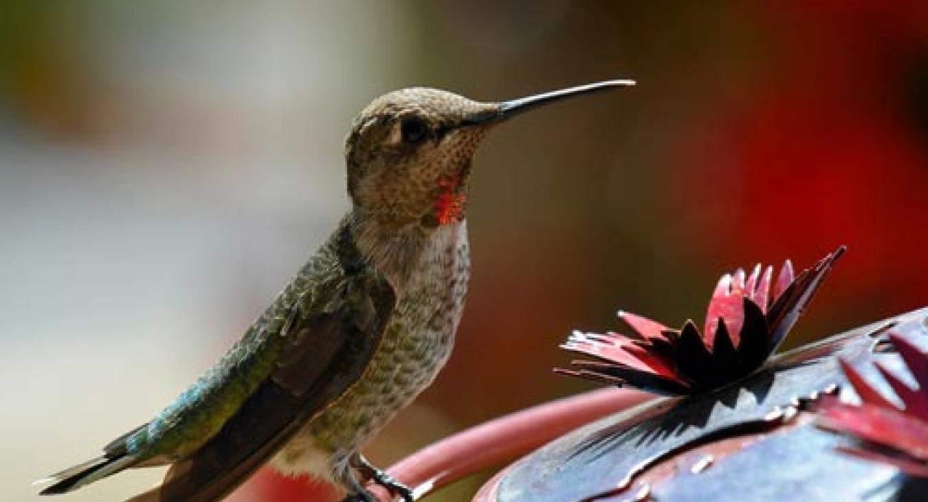 hummingbird