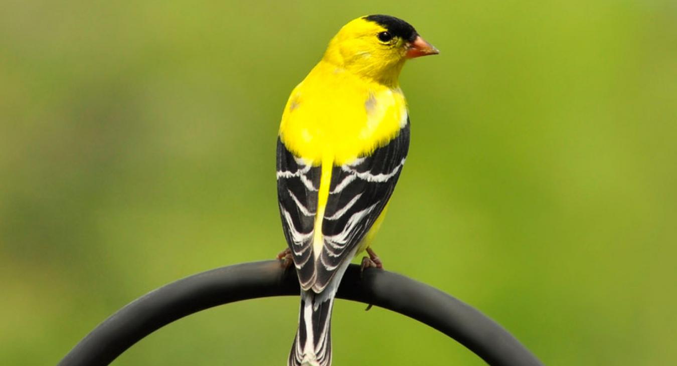 male goldfinch