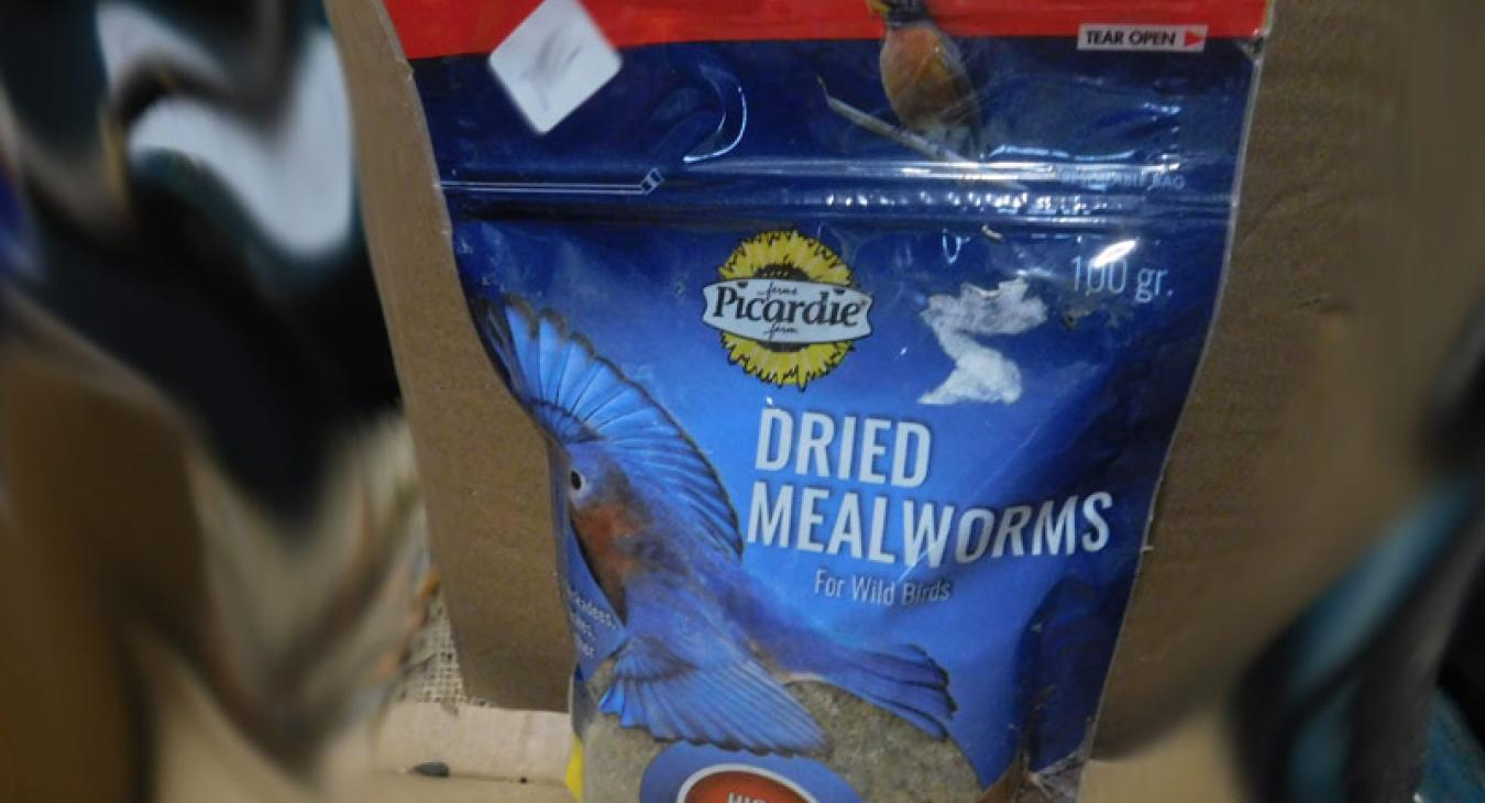 mealworms