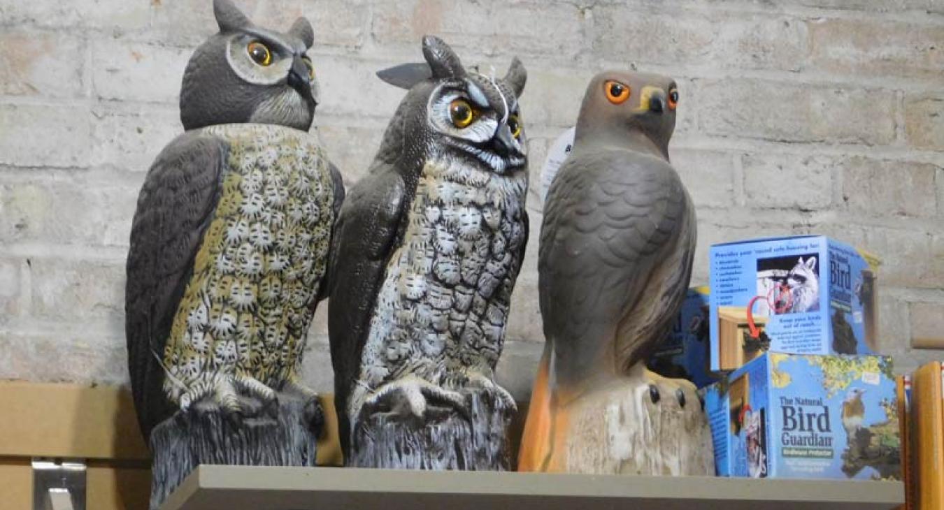owls