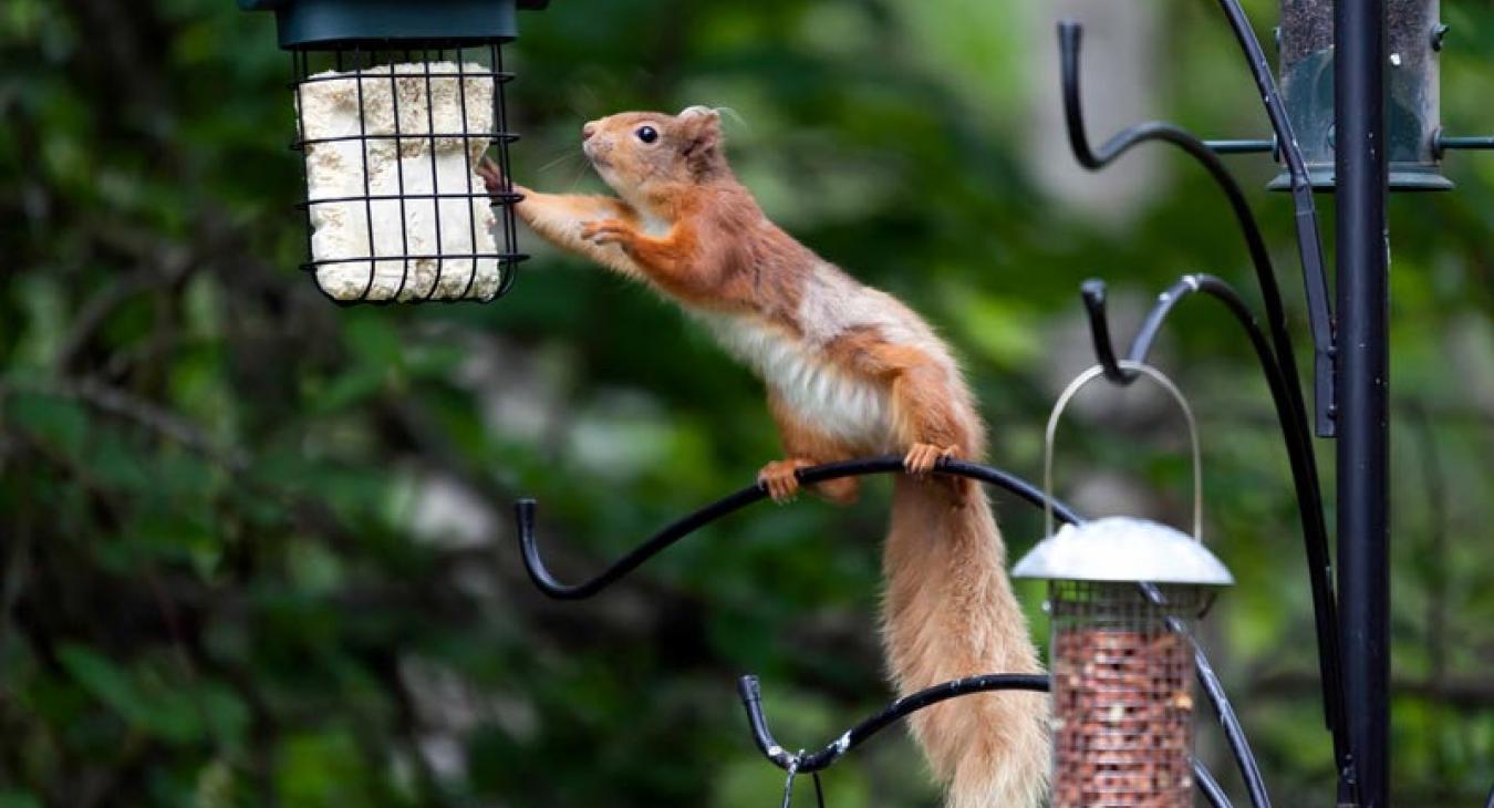 squirrel