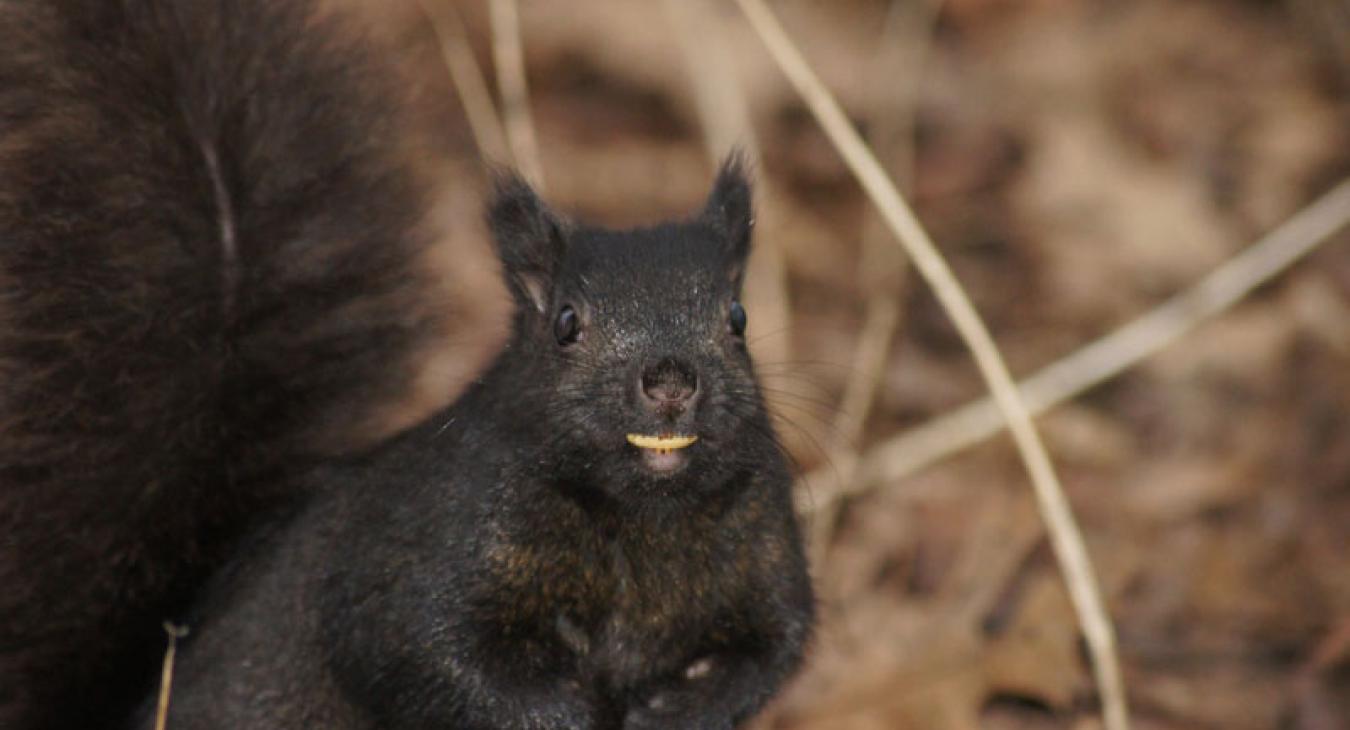 squirrel