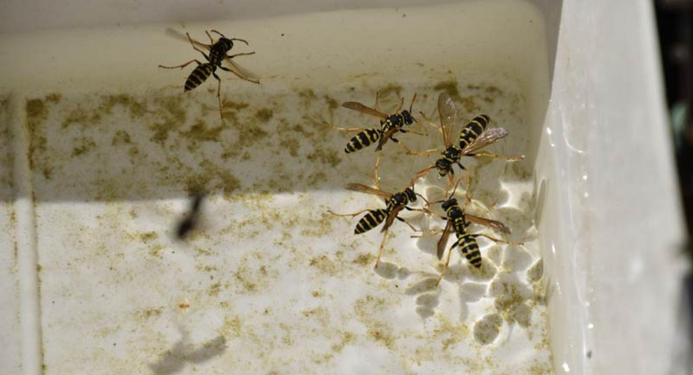wasps