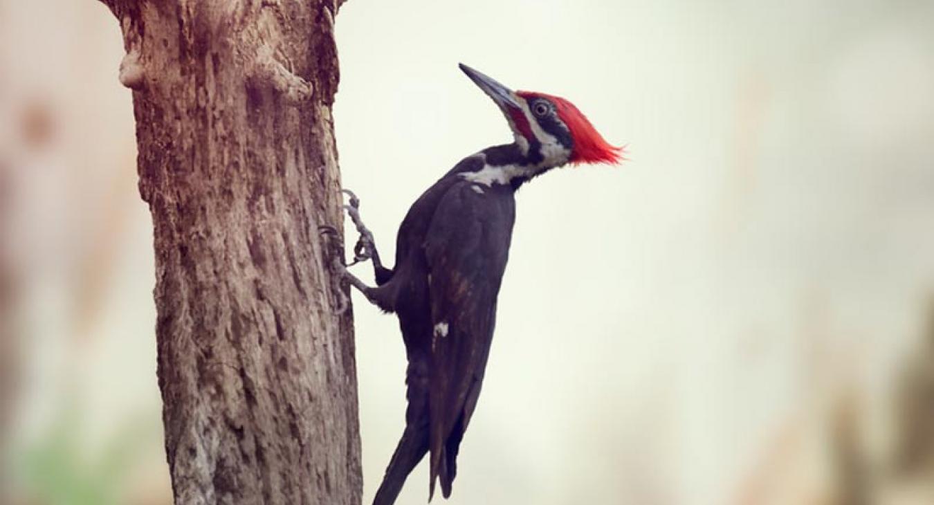 woodpecker